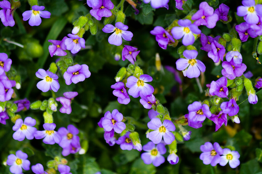 Small Purple Flowers Shot of a small purple flower which g… Flickr