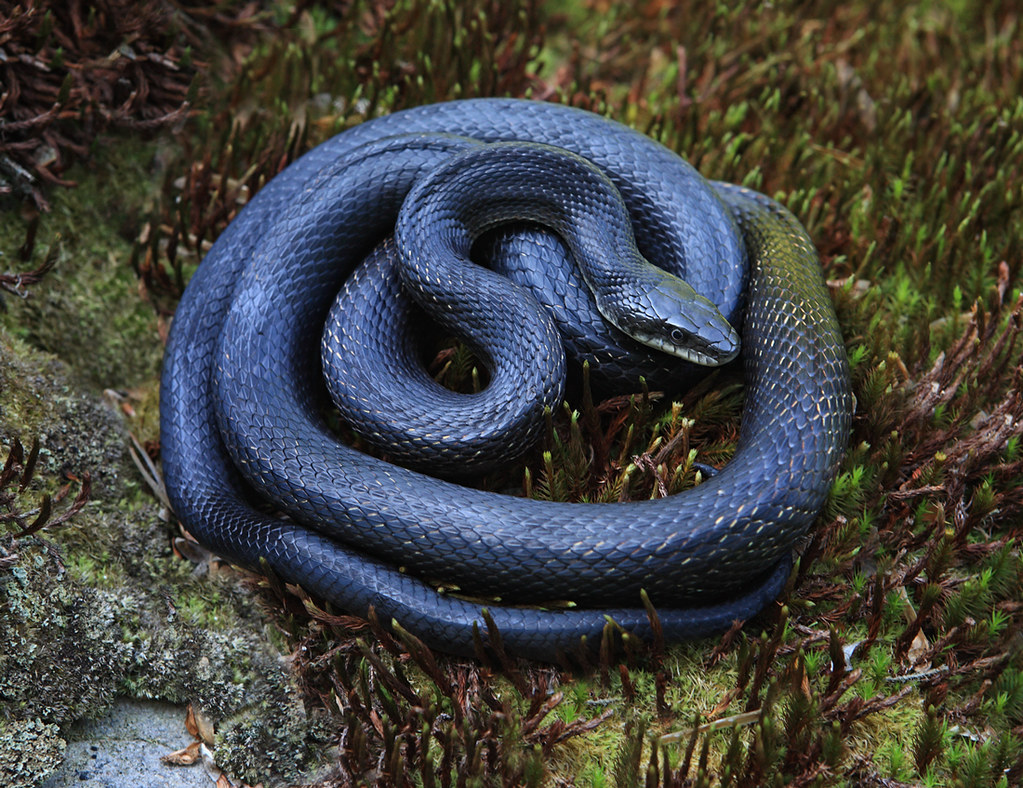 Black Rat Snake Pantherophis obsoletus, West Virginia Ashley