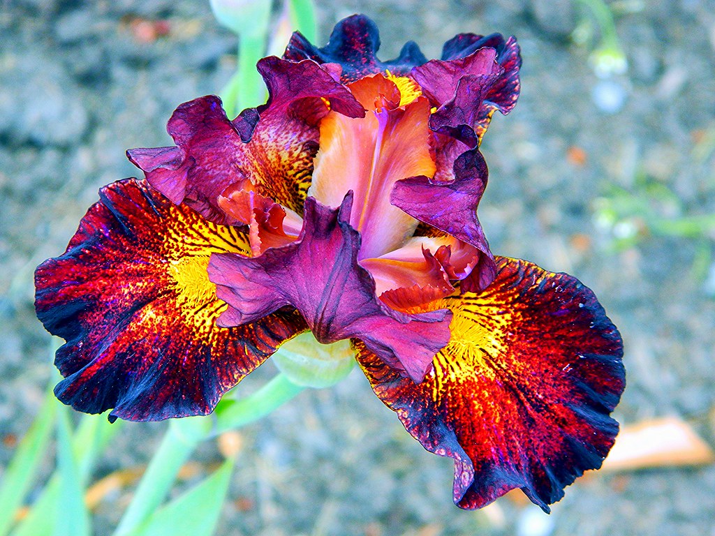 Red Iris Carlin Flickr