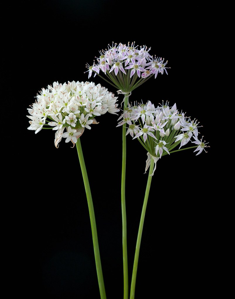 My three onions Left, Allium canadense var. mobilense, cen… Flickr