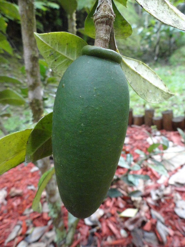 Crescentia portoricensis (Higuero de Puerto Rico) fruit Flickr