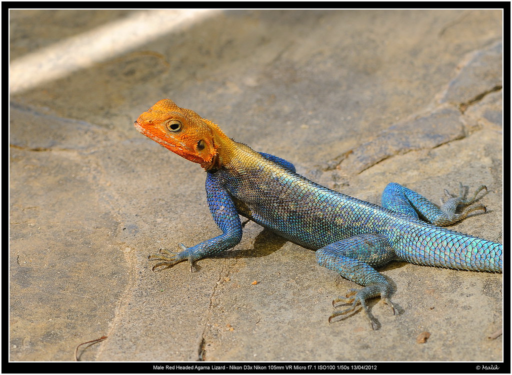 Close up of Orange Headed Male Agama Lizard Saw this