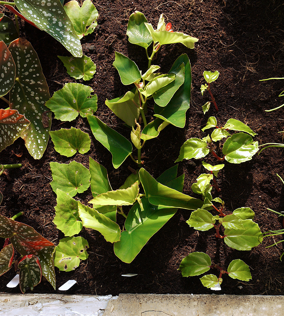 begonia propagation at the glasgow botanic gardens Tom Donald Flickr