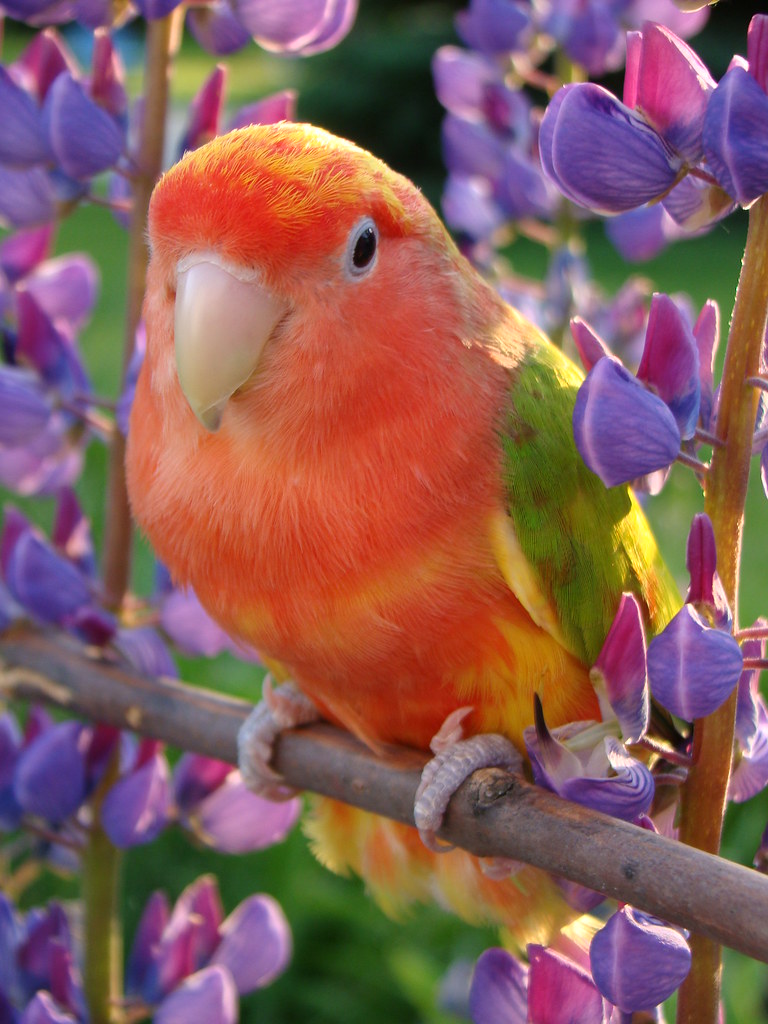 Cinnamon factored Pied Lovebird Shasta sylvia1sam Flickr
