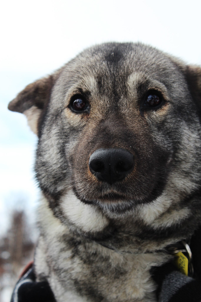 Norwegian Elkhound Sunniva Tronsmed Varjord Flickr
