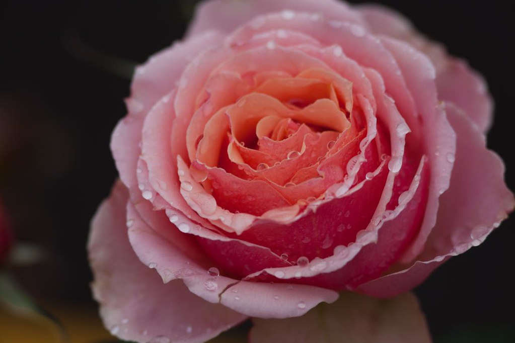 Rose in rain It was raining last week and on one of my err… Flickr