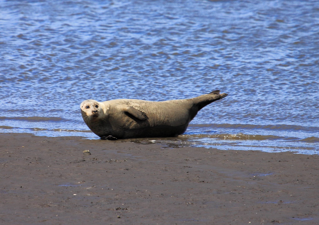 common gray seals on seal sands gretham hartlepool Flickr