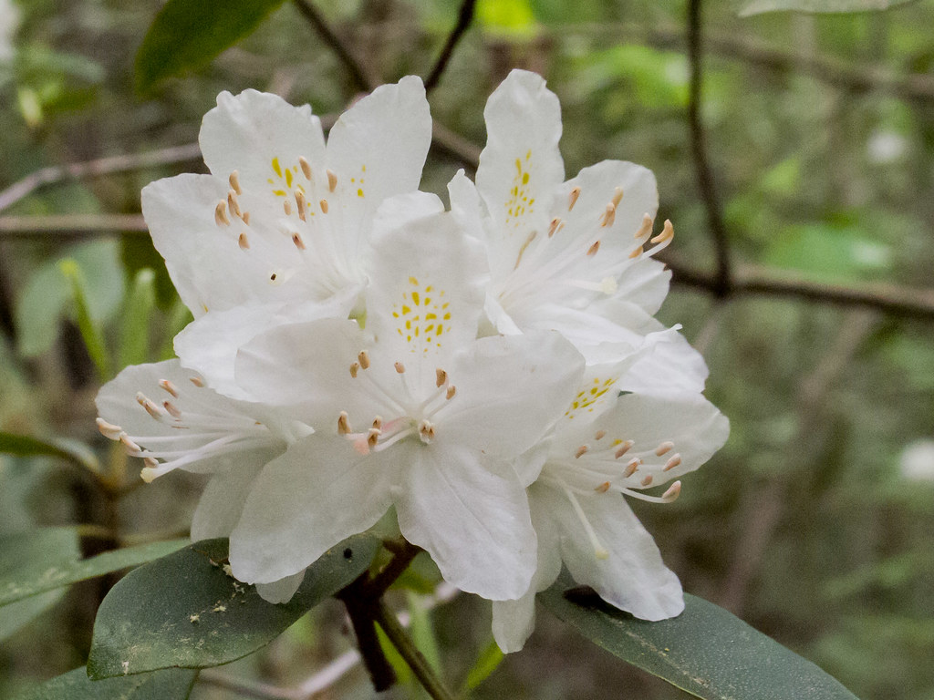 Carolina Rhododendron Carolina Rhododendron in bloom, Jone… Flickr