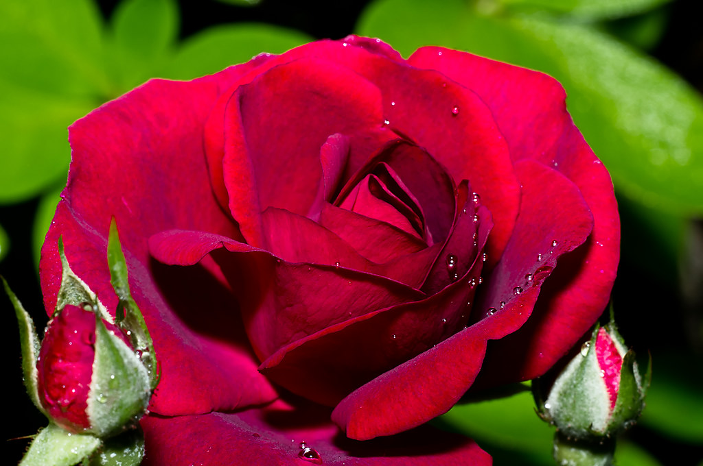 wet red rose I've been sick with a spring cold the past fe… Flickr