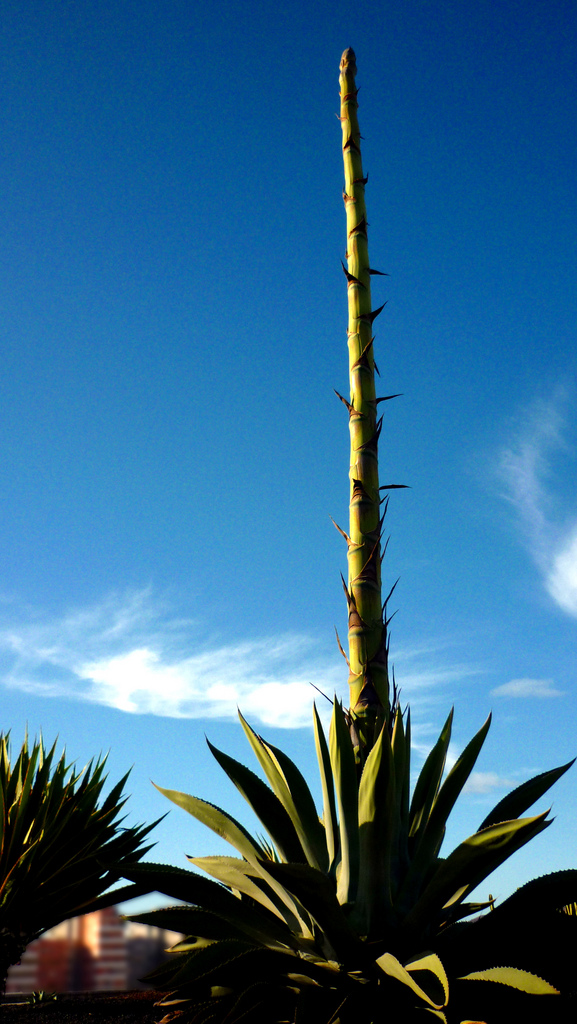 Agave with tall flower spike aClilToClimb eltpics