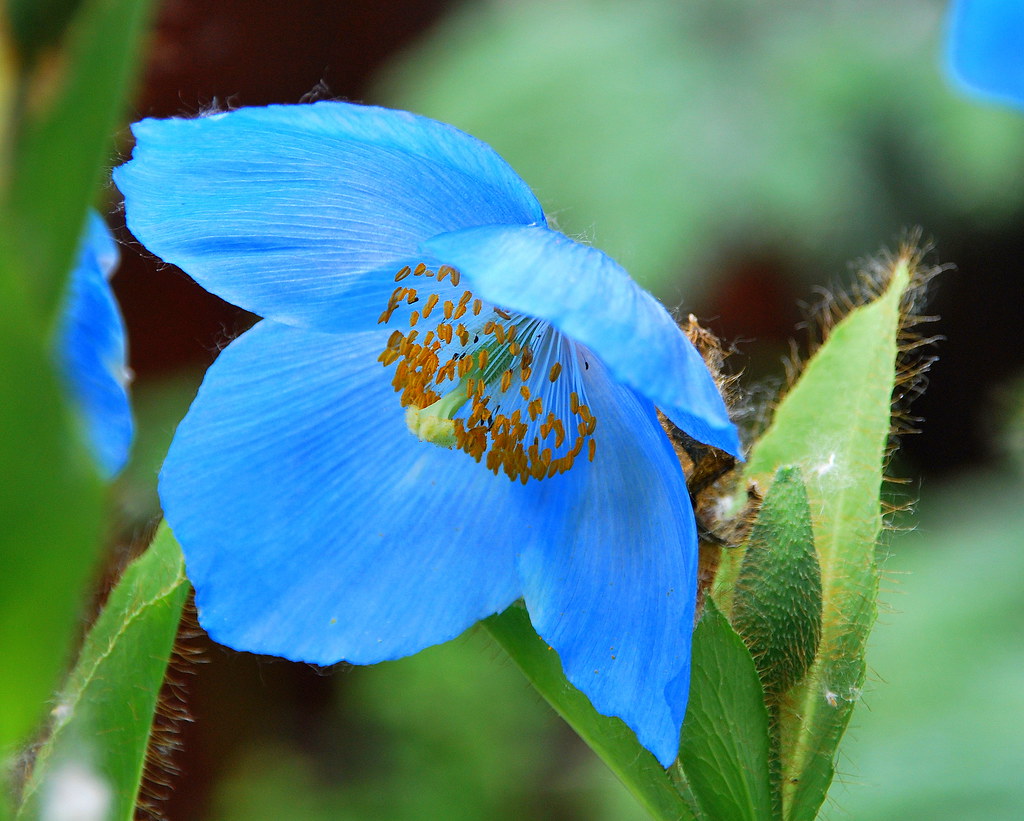 Alaska Himalayan Blue Poppy The plant was discovered in 19… Flickr