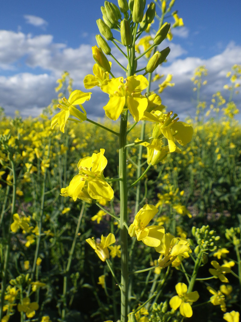 Brassica rapa The inflorescences and flowers are very simi… Flickr