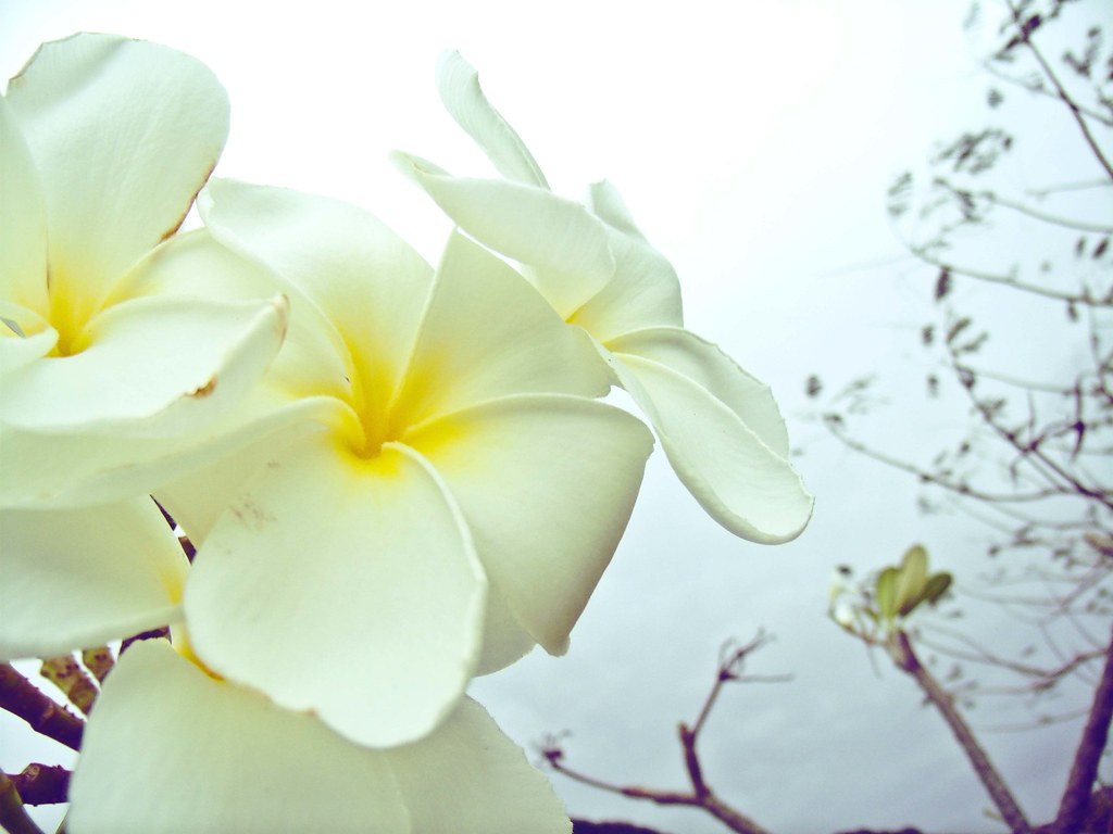 Kalachuchi The Temple Flower Kalachuchi is one of the mo… Flickr