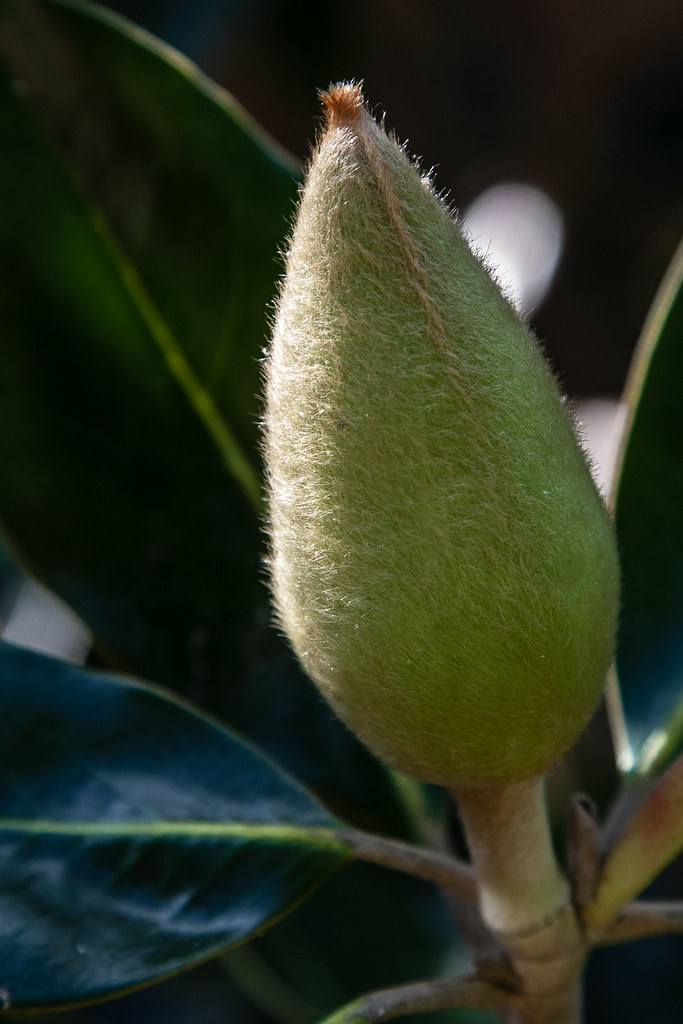 29APR12 magnolia bud The magnolias (magnolia grandiflora … Flickr