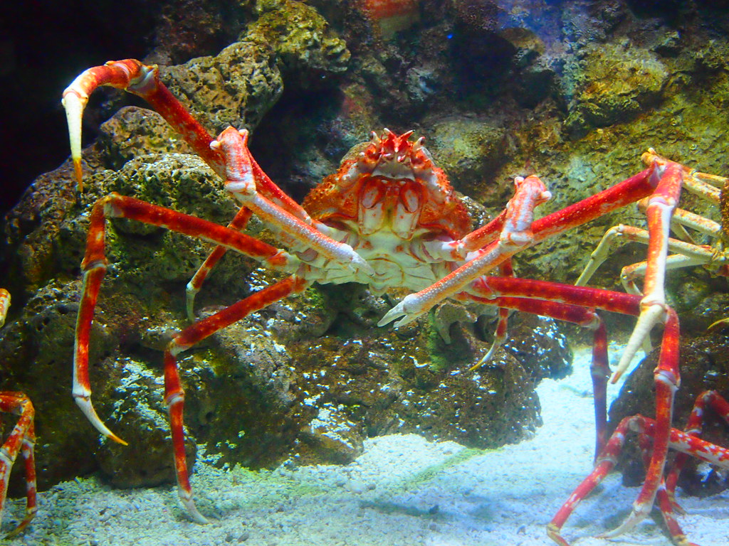 Japanese Spider Crab At Underwater World on Sentosa Island… Flickr