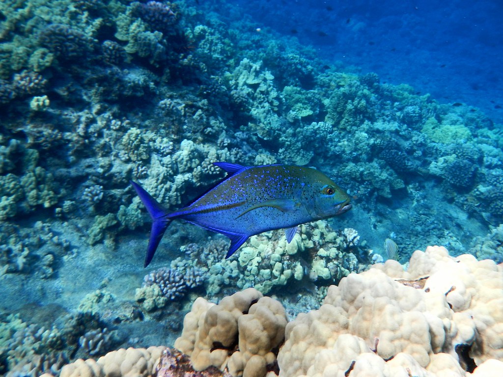 Snorkeling at Molokini Crater, Maui Snorkeling at Molokini… Flickr