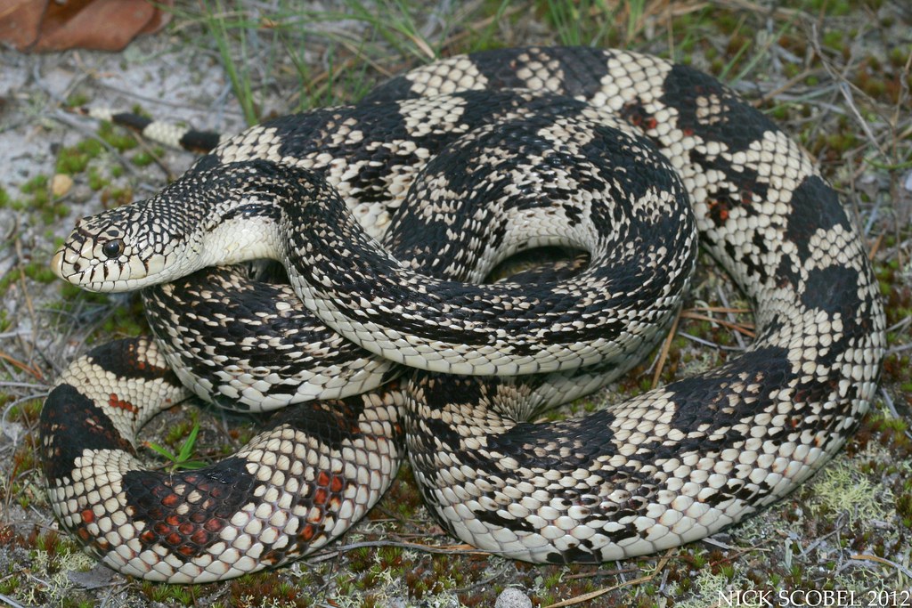 Northern Pine Snake Pituophis melanoleucus melanoleucus Ju… Flickr
