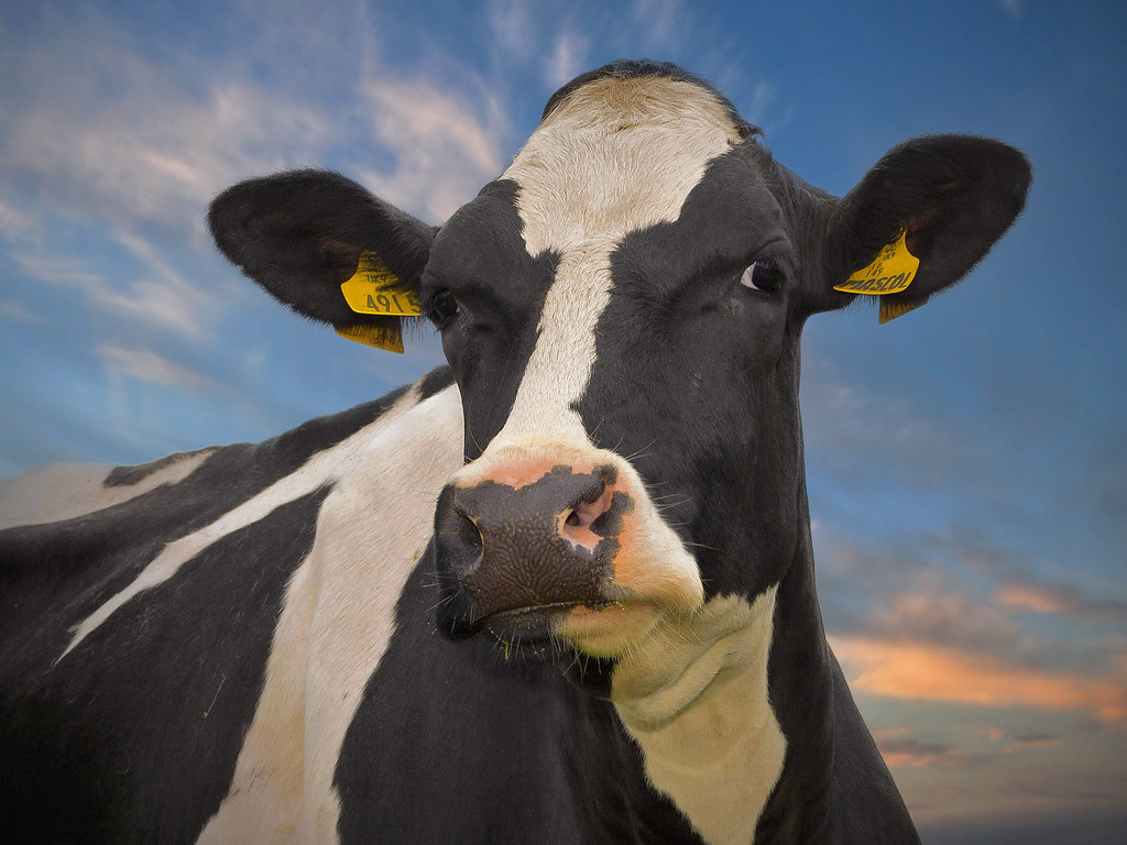 1000+ images about Cows Black and White on Pinterest Holstein cows