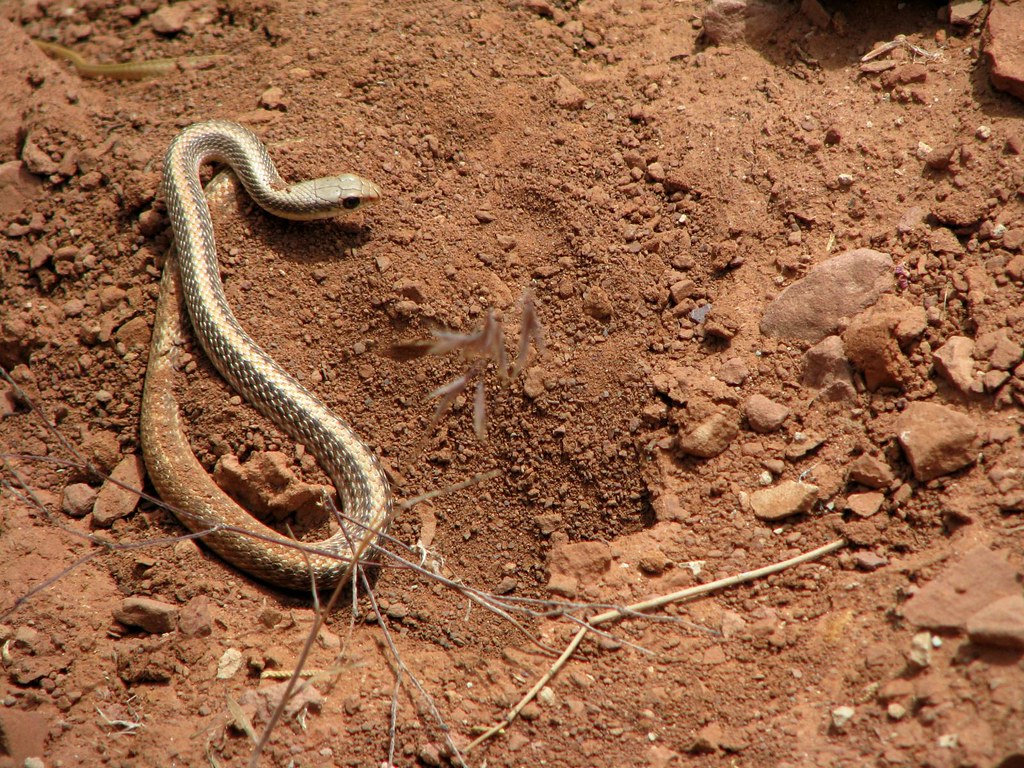 Zion National Park Western PatchNosed Snake? David Orr Flickr