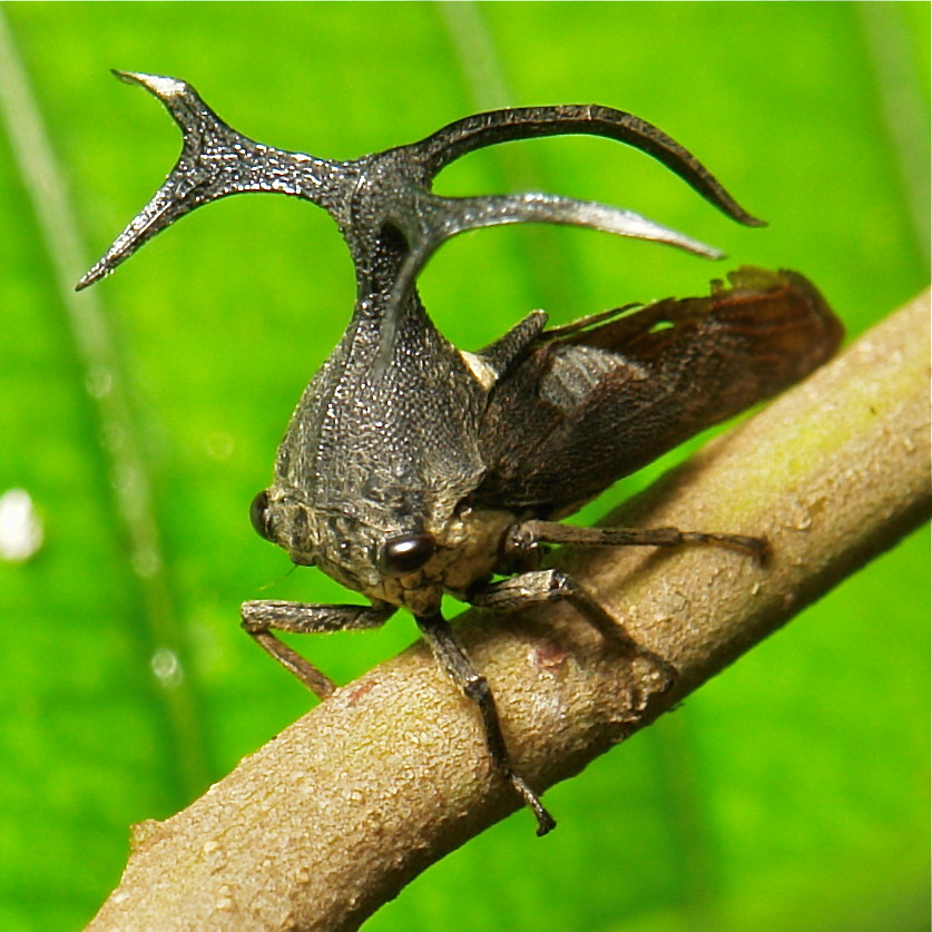 Treehopper (Elaphiceps sp., Membracidae) This thorn bug in… Flickr