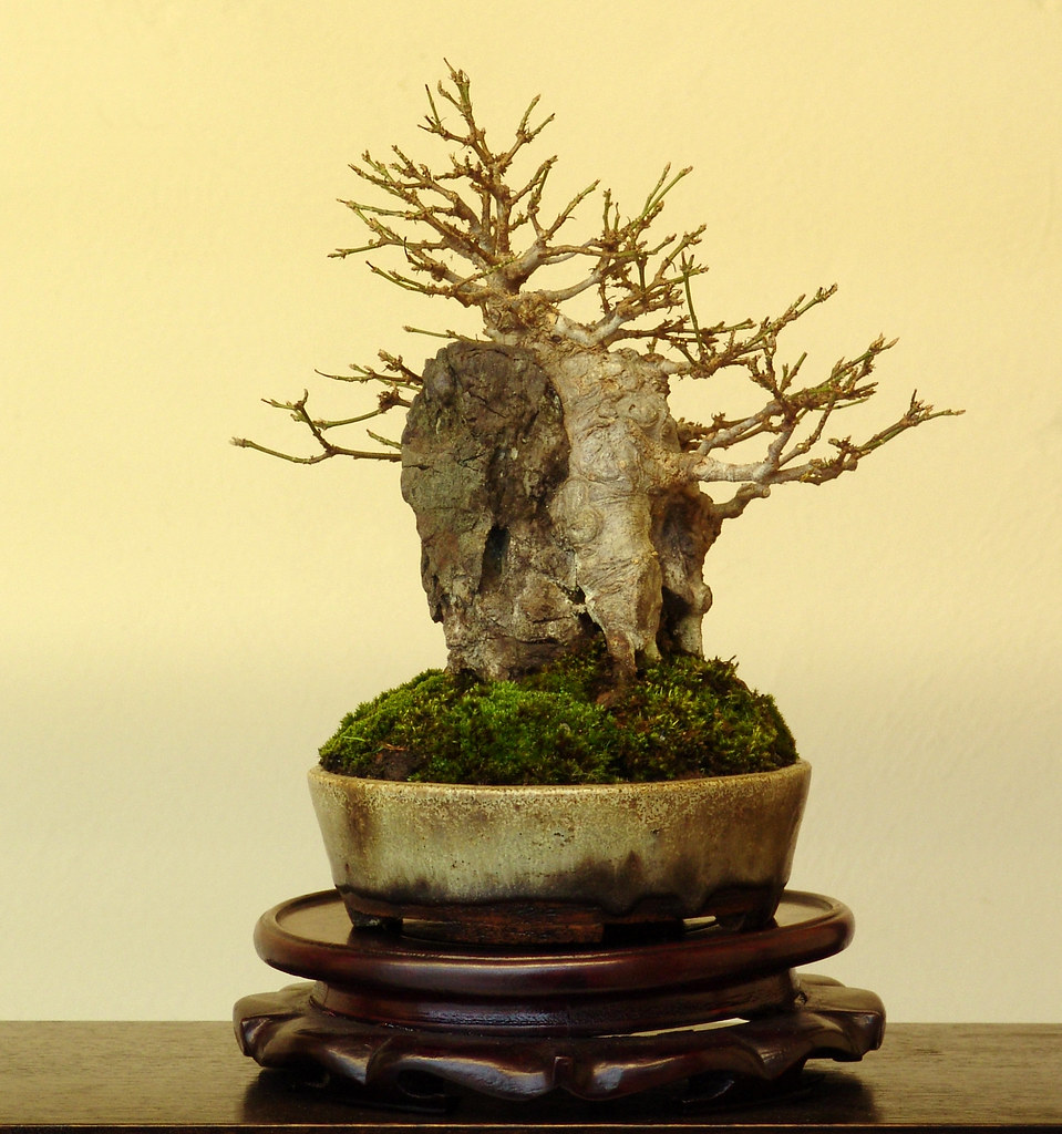 Shohin bonsai tree From the shohin album at Bonsai Empire … Flickr