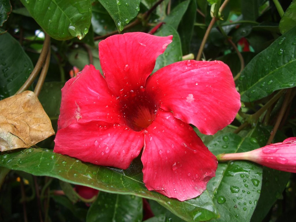 Home Depot Flowers for Sale! 5 Shot this at the Home Depot… Flickr