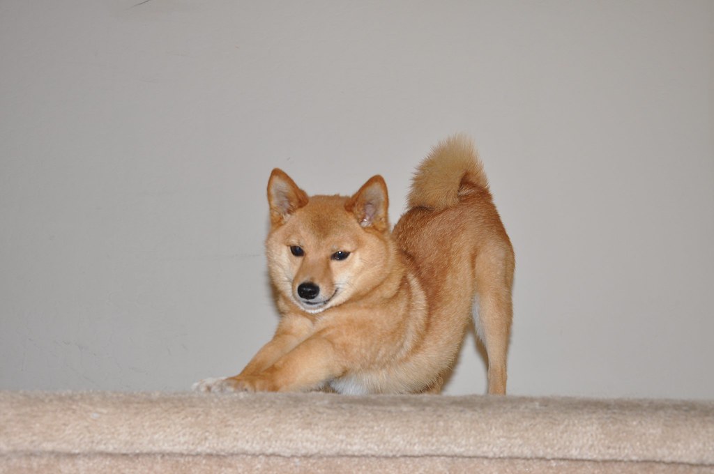 taro shiba, bow/stretch find more of taro the shiba & his … Flickr