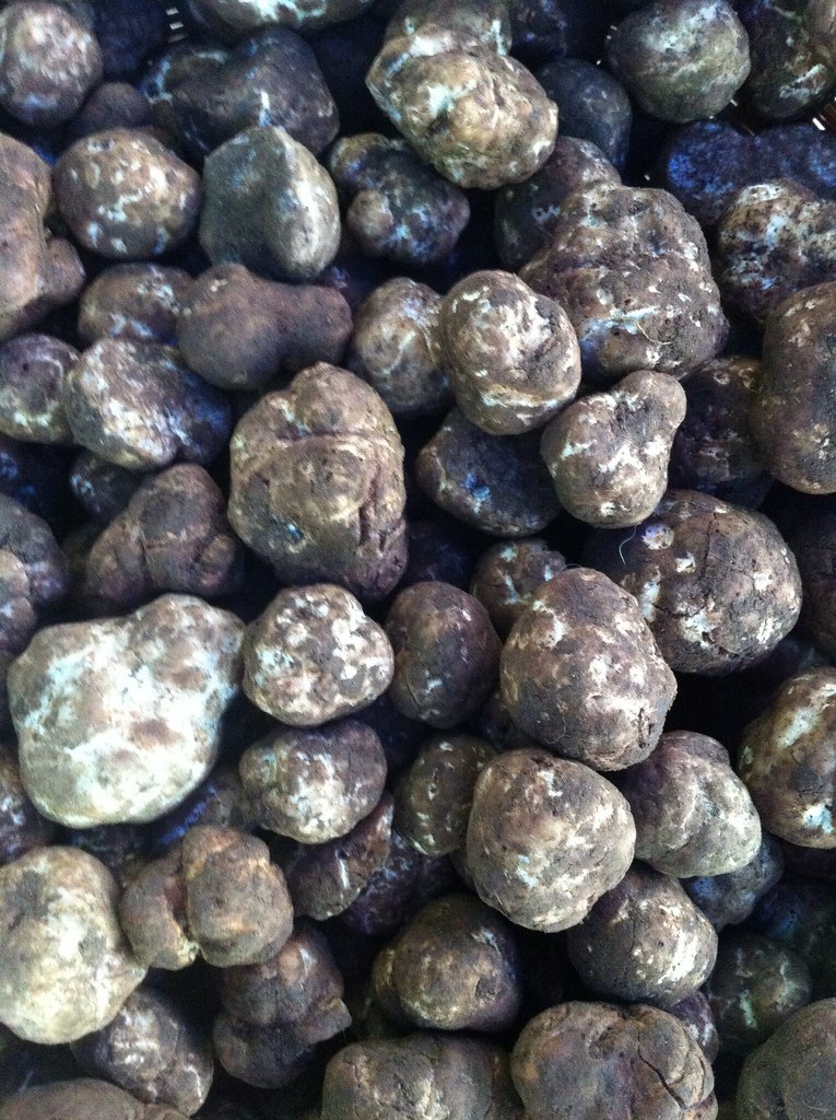 Oregon spring white truffles Francis Storr Flickr