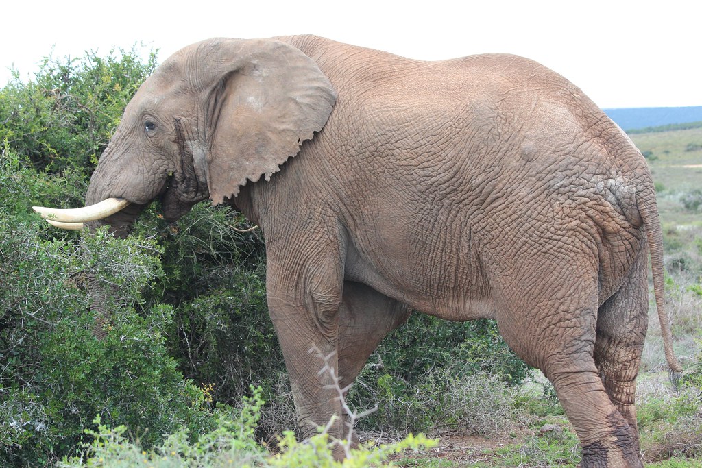 African Savanna Zoo Atlanta