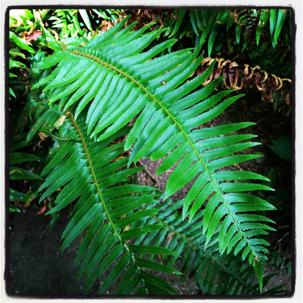 Large Fern Leaf Up close for easy identification. Will hav… Flickr