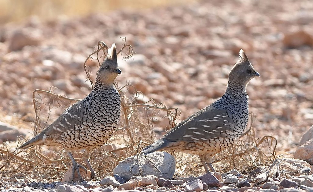 Scaled Quail, Callipepla squamata Male [left] and female [… Flickr
