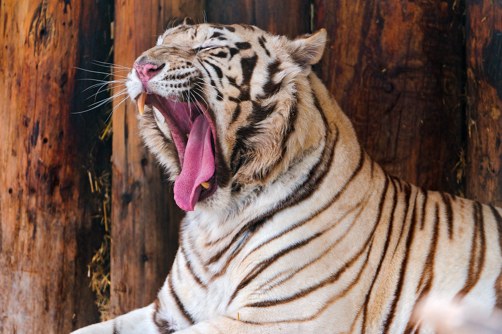 Yawning white tiger One of the white tigers (a male) lying… Flickr