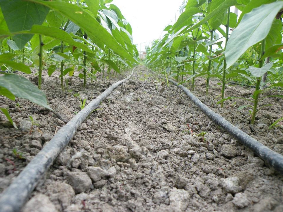 Drip irrigation is an efficient watersaving technology Flickr