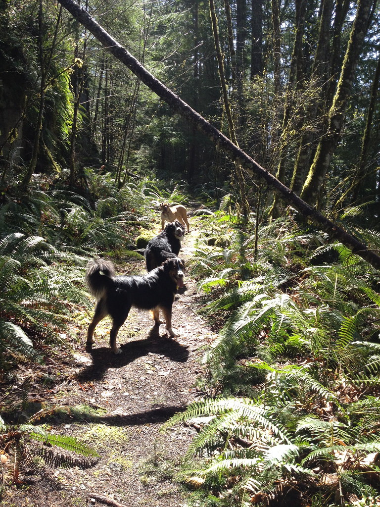 Bark Pet Care Dog Walker Victoria BC Dog Walking Cat Sitti… Flickr