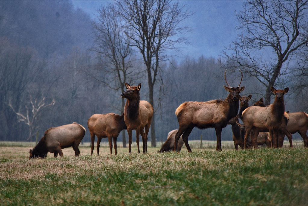Elk in Boxley Valley, Arkansas Visit Our site! II Faceb… Flickr