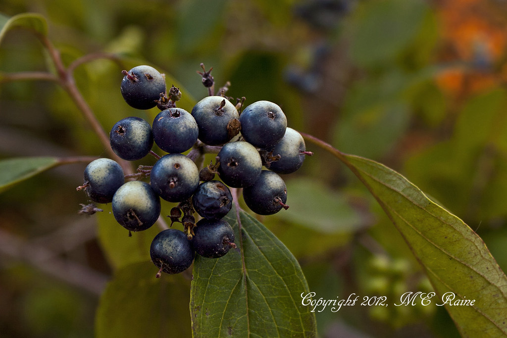 Unknown Dark Blue Berry Tree at Mill Creek Marsh of the Me… Flickr