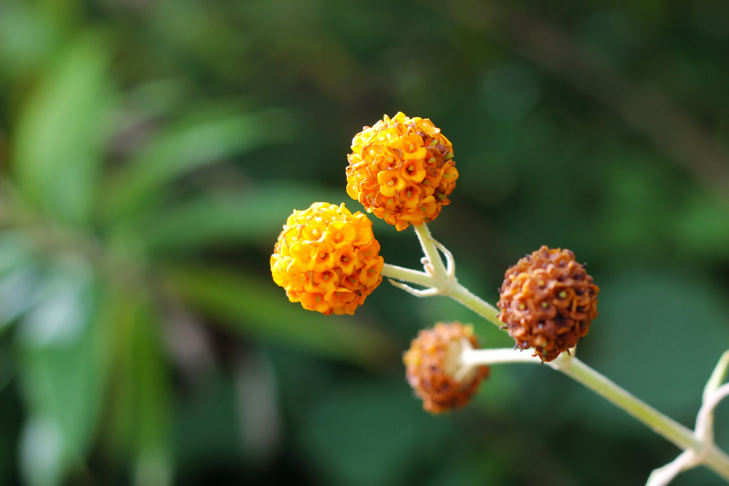 orange round flowers Serena Epstein Flickr