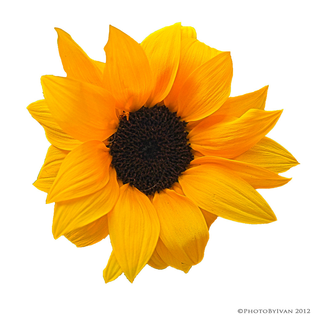 Sunflower on transparent Explore on Flickr