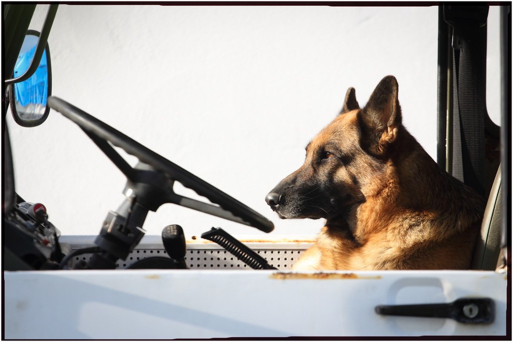 Co Driver German Shepherd IMG_8211 Kristian of Karlstad Flickr