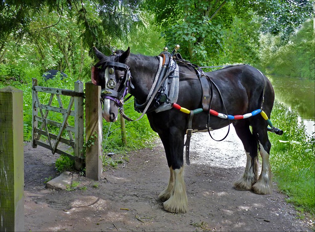 Welsh Cob Cross Shire Horse Bill Thornton Flickr