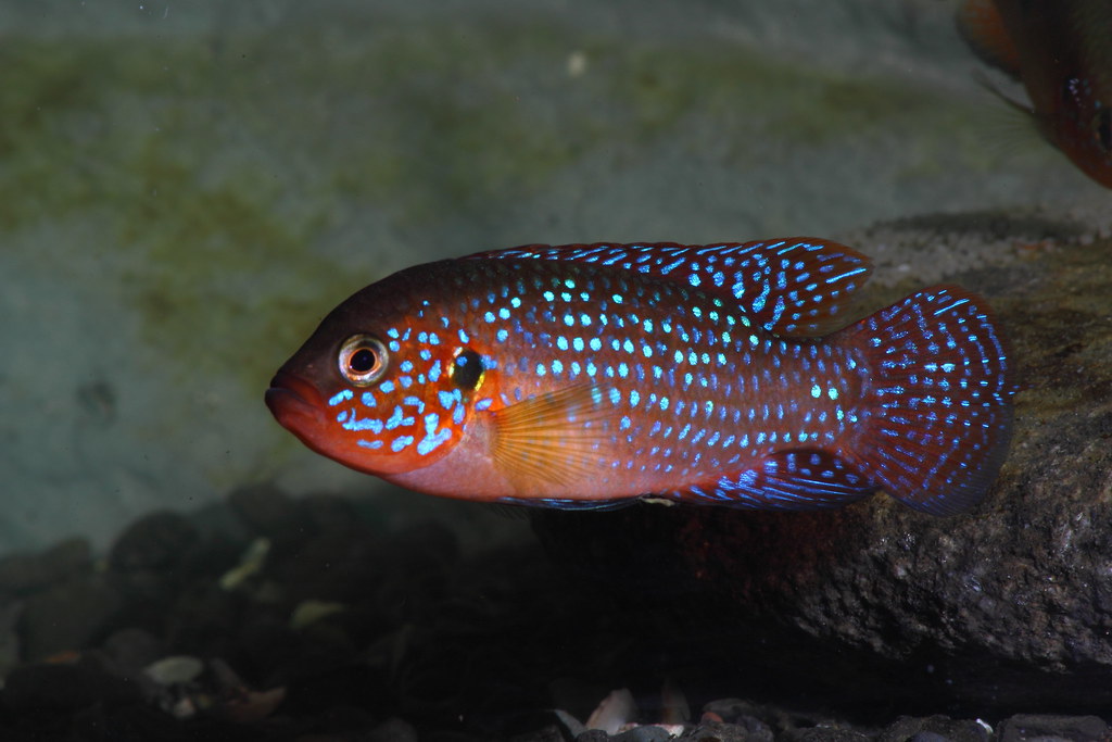 Red jewel cichlid ( Hemichromis bimaculatus ) male Flickr
