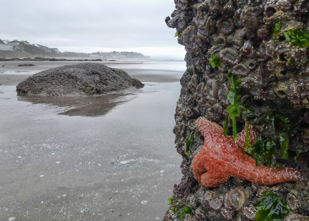 Low Tide Lincoln City Oregon / "Lincoln City Low Tide at Sunset" by