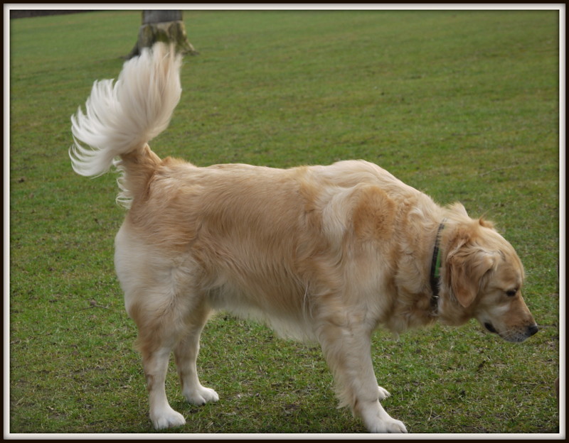 P1080379001 " Fantail" Another beautiful dog in the park Flickr