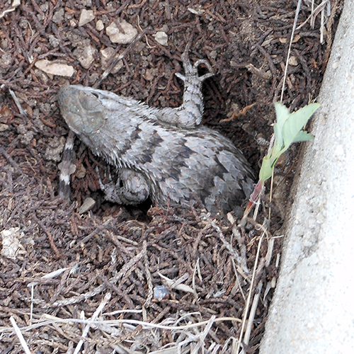 first reptile sighting texas spiney lizard laying eggs! Samra