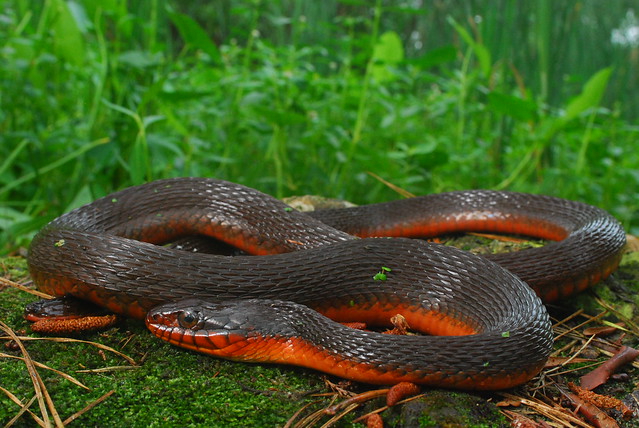 Redbellied Water Snake (Nerodia e. erythrogaster) Flickr Photo