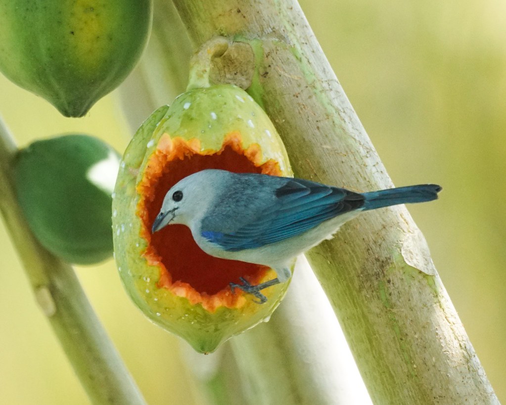 Bluegray tanager Bluegray Tanager eating a papaya