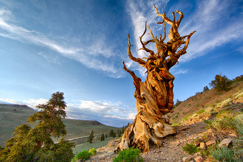 Methuselah, White Mountain, California Methuselah Tree, Br… Flickr
