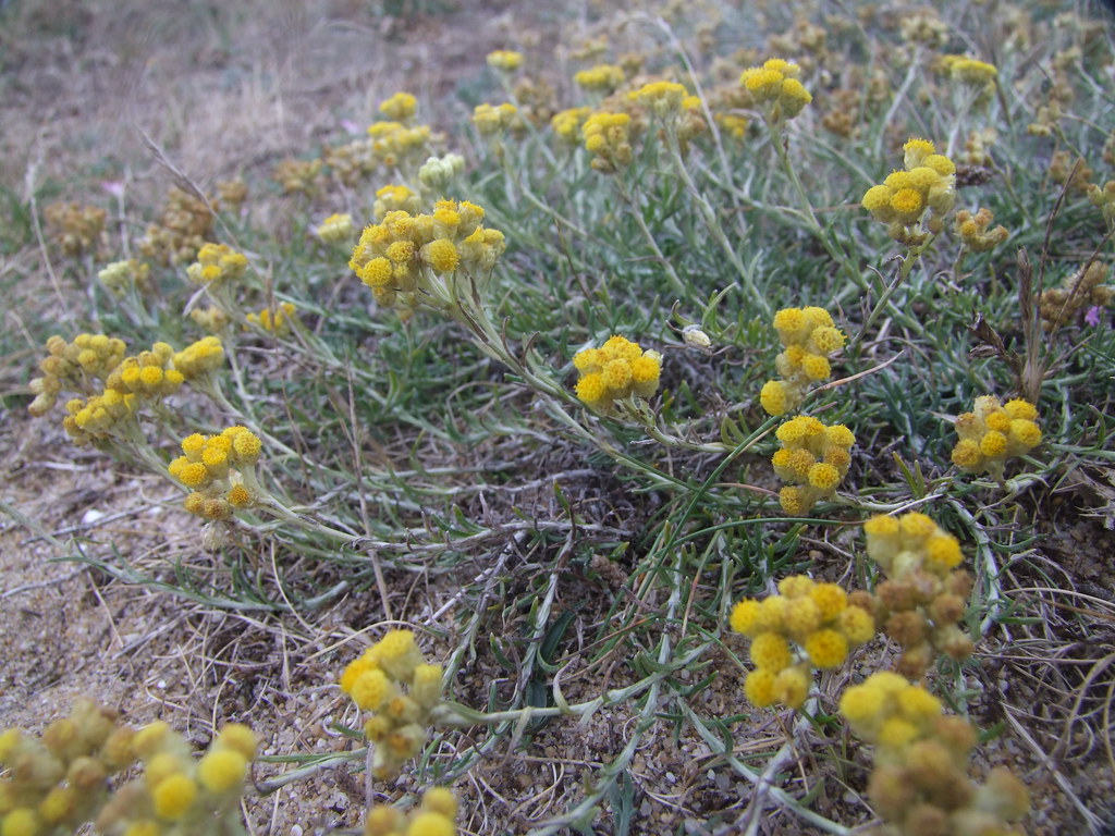 Immortelle des sablesHelichrysum arenarium Merveille