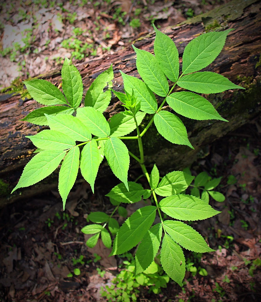 Pinnate Black ash (Fraxinus nigra) sapling, Columbia Count… Flickr