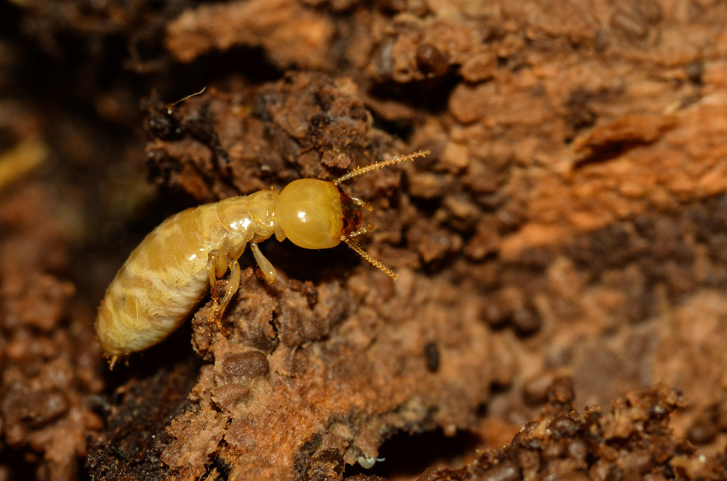 Pacific Dampwood Termite Zootermopsis angusticollis, Termo… Flickr